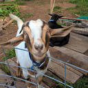 skulduggeryispleasant avatar