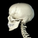 skull-detector avatar