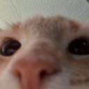 skull-faced-fruit-cake avatar