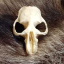 skull-scavenger avatar