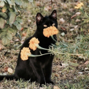 skullandsorrows avatar