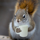 skwerlly-squirrel avatar