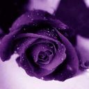 skwish-sandwich avatar