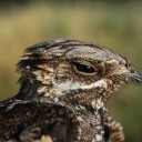 sky-train-box avatar