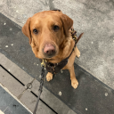 skye-mystardog avatar