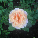 skyestones-and-up avatar