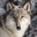 skylargoesbark avatar