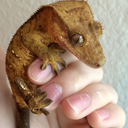 skylogeckos-blog avatar