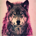 skywolfgray avatar