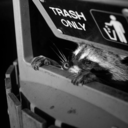 slamdunkmeinthedumpster avatar