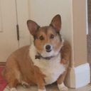 slammerbopeep avatar