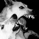 slaughterheartt avatar