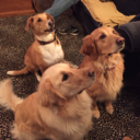 slavetothedogs avatar