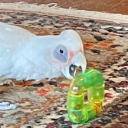 sleeby-bo-beebie avatar