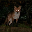 sleepdeprived-foxlol avatar