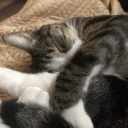 sleepdeprivedbeanie-reblogs avatar