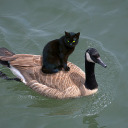 sleepdeprivedhuman avatar