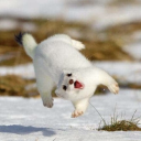 sleepdeprivedstoat avatar