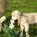 sleepiestlamb avatar