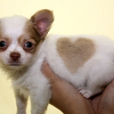 sleepiestpups avatar