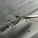 sleeping-without-dreaming avatar