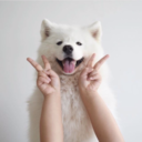 sleepingcanines avatar