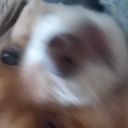 sleepingcedar avatar