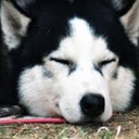 sleepinghusky avatar