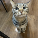 sleepingnuggets avatar