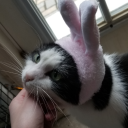 sleeplessavenue avatar