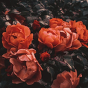 sleeplesshumanity avatar