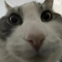 sleeplessknightwandering avatar