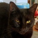 sleepy-bunnie avatar