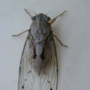 sleepy-cicada-boy avatar