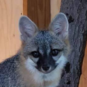 sleepy-gray-fox avatar