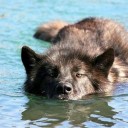 sleepy-lil-creature avatar