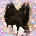 sleepy-little--pup avatar