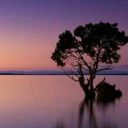 sleepy-little-tree avatar