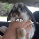 sleepybunnybobby avatar