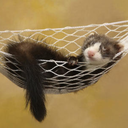 sleepyferret avatar