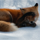 sleepyfoodiefox avatar