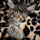 sleepygirlema avatar