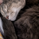 sleepykittyenergy avatar