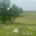 sleepyliftingprincess avatar