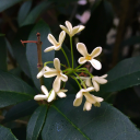 sleepylotus108 avatar