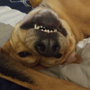 sleepyprocrastinator avatar