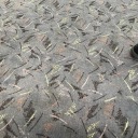 sleepyrxserambles avatar