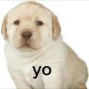 sleepysharkie avatar