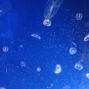 sleepysheepszzz avatar