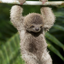 sleepysloth707 avatar